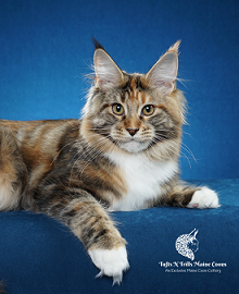 Logo for Tufts N Trills Maine Coons