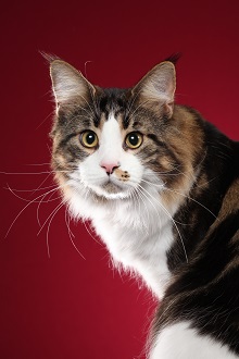 Logo for SaraJen Maine Coon Cats