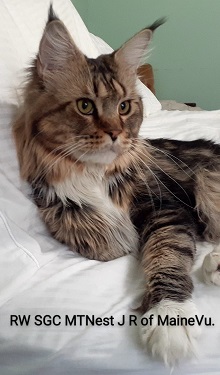 Logo for MaineVu Maine Coons