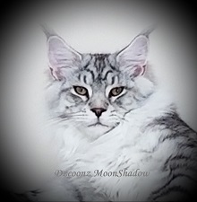 Logo for DZCOONZ Maine Coon Cattery