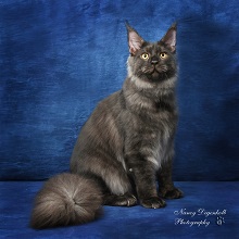 Logo for Happy Trills Maine Coons