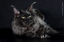 Logo for Nebraskcoons Maine Coons