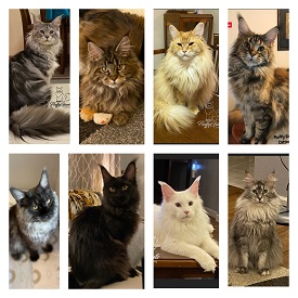 Logo for FluffyGiants Cattery