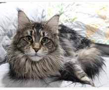 Logo for Tufts 'N Ruff Maine Coons
