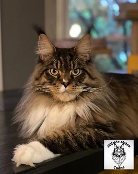 Logo for HillsideMaine Coons