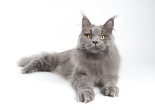 Logo for Rock Hill Maine Coons