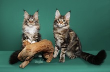 Logo for Cascade Mountain Maine Coons