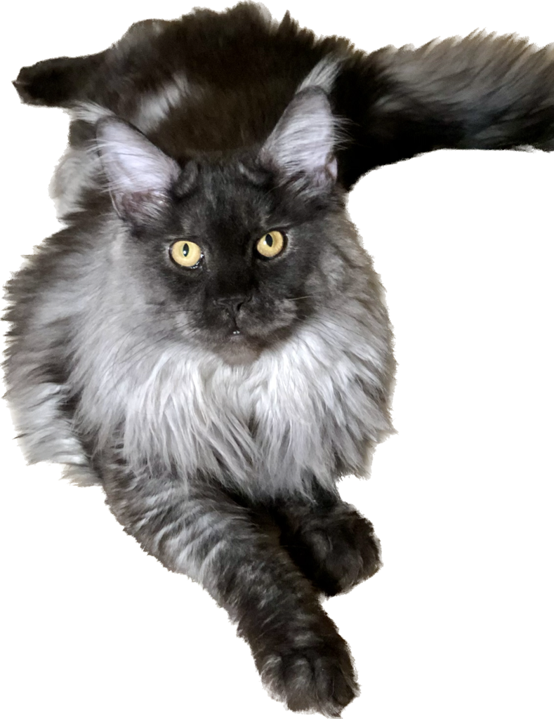 Logo for Miracle Myst Maine Coons