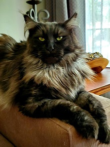 Logo for Reigning Maine Coons