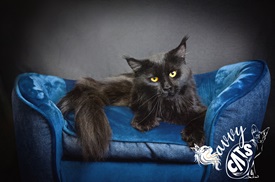 Logo for Savvy Cats