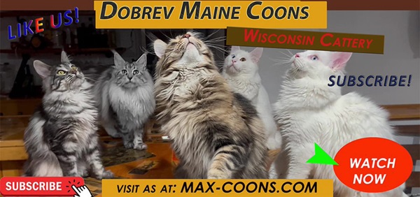 Logo for Dobrev Maine Coons