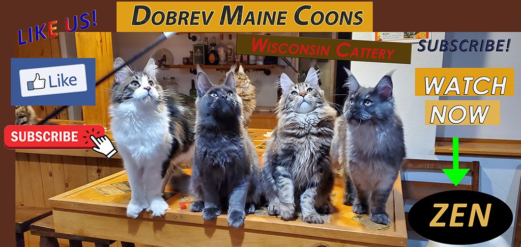 Logo for Dobrev Maine Coons 