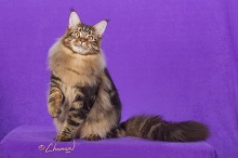 Logo for Highlander Maine Coons