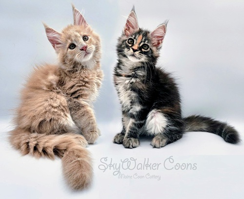 Logo for Skywalker Coons