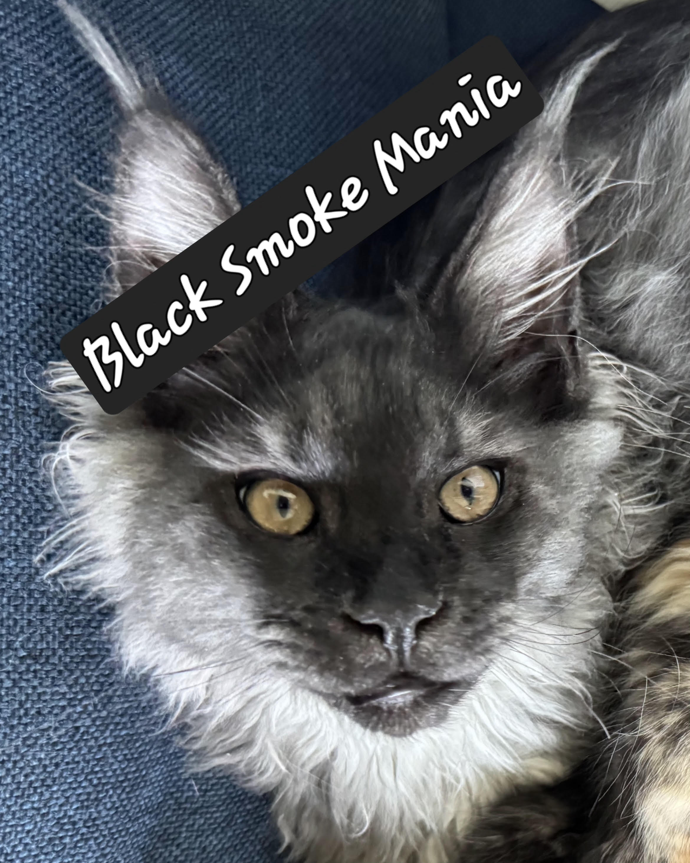 Logo for Epic Maine Coons of SW Florida
