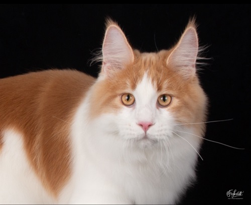 Logo for TtCats Cattery