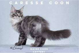 Logo for Caresse Coon